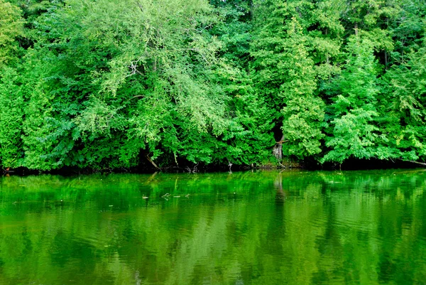 Zelený Odraz Lesa Klidné Říční Vody — Stock fotografie