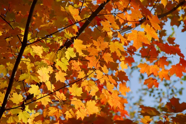 Πολύχρωμα Φύλλα Από Ένα Δέντρο Σφενδάμνου Φθινόπωρο — Φωτογραφία Αρχείου