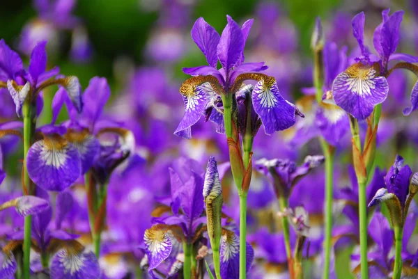 Schöne Lila Schwertlilien Die Frühling Blühen — Stockfoto