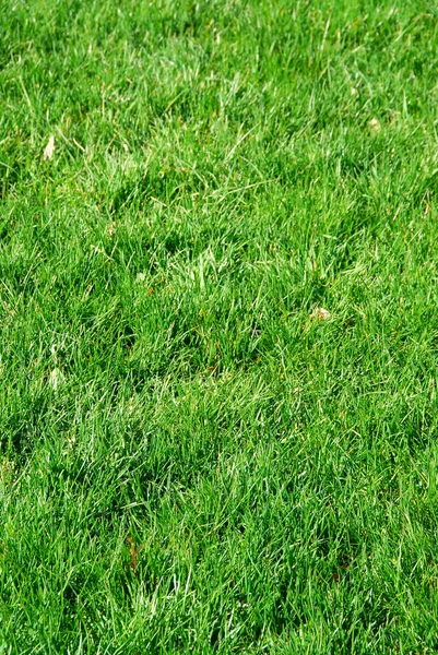 Hintergrund Von Frischem Grünen Gras — Stockfoto