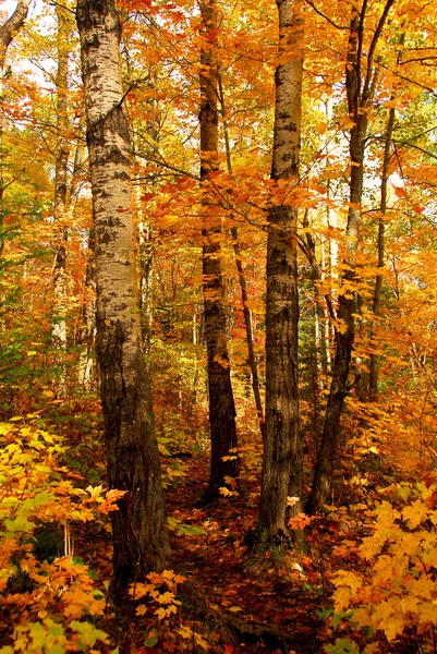 Φθινόπωρο δάσος — Φωτογραφία Αρχείου