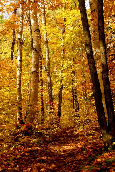 秋のトレイルをハイキングと森林の背景 — ストック写真