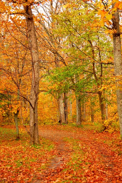 Bir Sonbahar Ormanda Yol — Stok fotoğraf