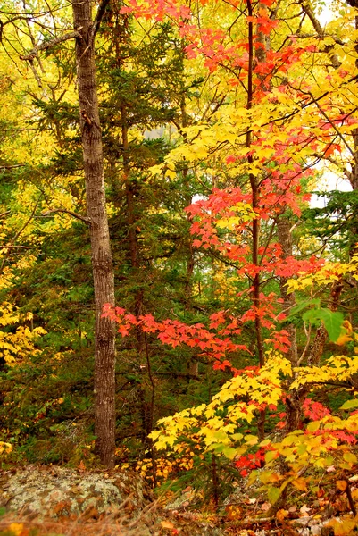 赤いカエデの葉とカラフルな秋の森の背景 — ストック写真