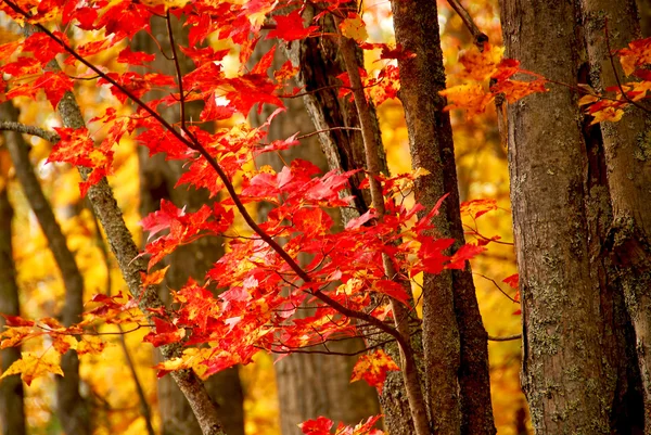 Fond forêt d'automne — Photo