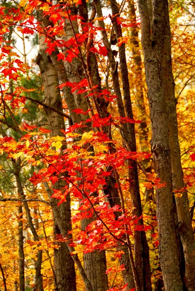 Φθινόπωρο δάσος φόντο — Φωτογραφία Αρχείου