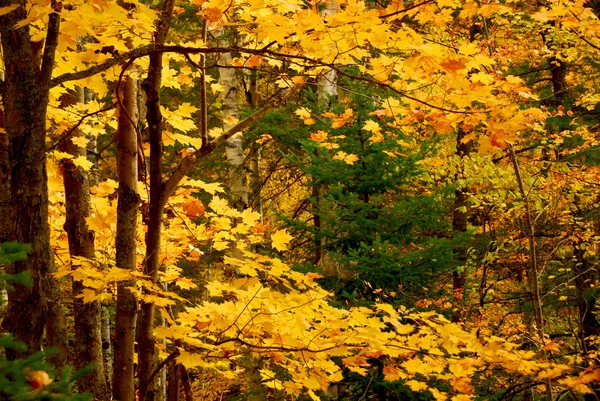 秋天森林背景 — 图库照片