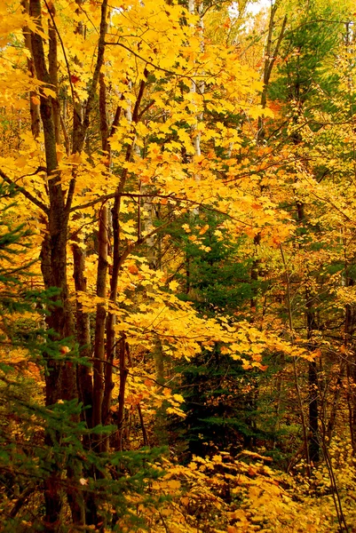 カエデの木と森林の背景にカラフルな秋 — ストック写真