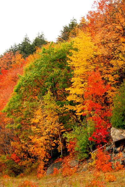 Bunt Gelb Und Rot Herbst Wald Hintergrund — Stockfoto