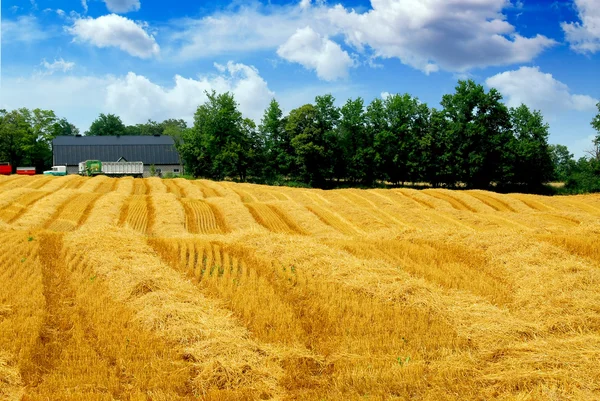 Harvest grain field — Stock Photo, Image