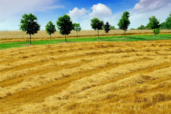 Harvest grain field — Stok fotoğraf