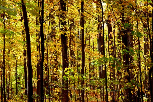 秋天森林景观 — 图库照片