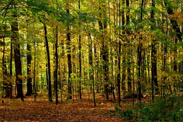 Őszi erdős táj — Stock Fotó