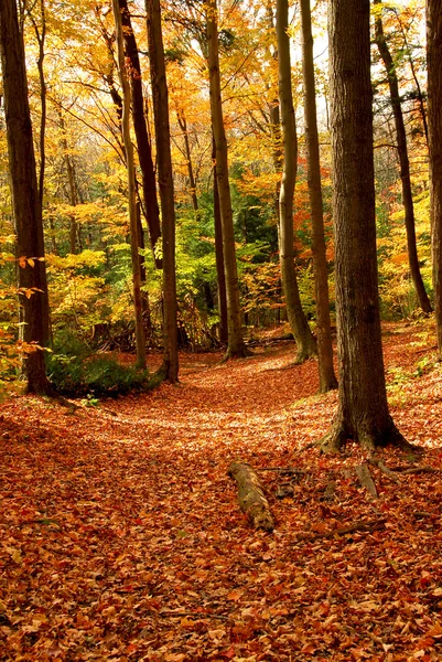 Fall forest landscape — Stock Photo, Image