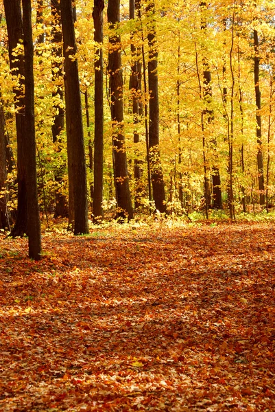 Fall forest landscape — Stock Photo, Image