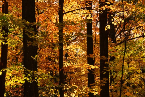 秋の太陽に照らされたカラフルな林の風光明媚なビュー — ストック写真