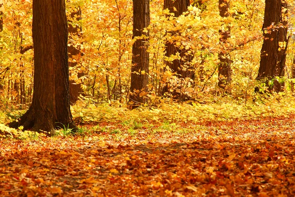 Sonbaharda Renkli Orman Manzaralı Görünüm — Stok fotoğraf
