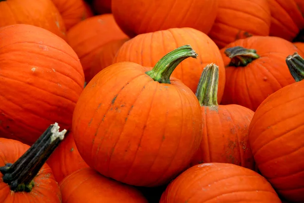 Pumpkins Stock Picture