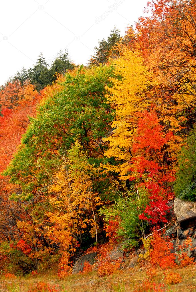 Colorful yellow and red fall forest background
