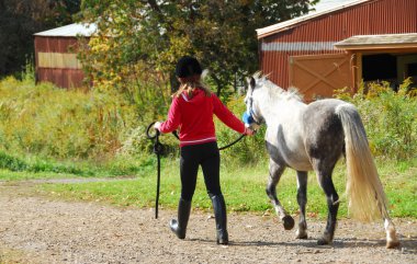 Young girl leading a white pony to stable clipart