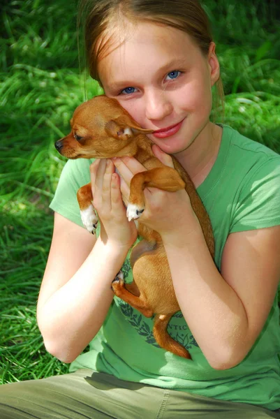 Uśmiechnięta Młoda Dziewczyna Trzyma Pewien Szczeniak Chihuahua — Zdjęcie stockowe