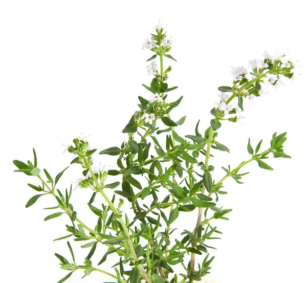 stock image Brunch of fresh blooming thyme, isolated