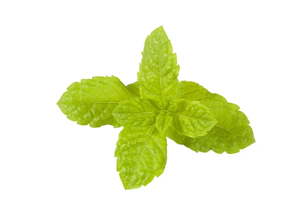 Stock image Fresh Mint leaves, isolated