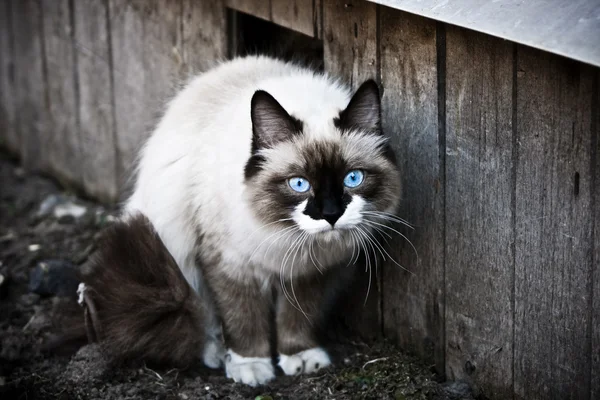 Σιαμέζα γάτα Φωτογραφία Αρχείου