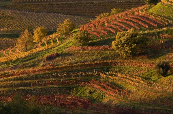 stock image Friuli vineyards at sunset