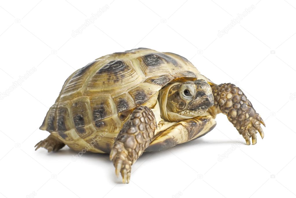 Tortoise | Isolated