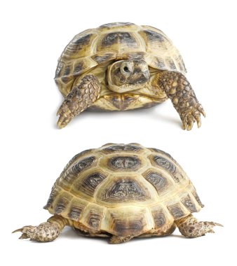Kaplumbağa yüz ve arka | İzole