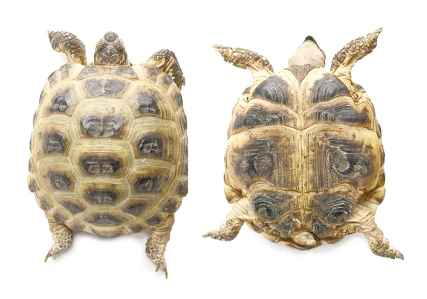 Stock image Tortoise up and down | Isolated