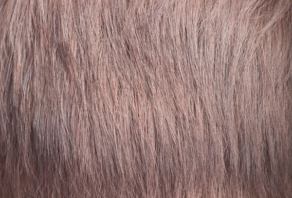 Vrouw haargroei | Textuur — Stockfoto