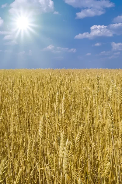 Boundless field of wheat — Stock Photo, Image