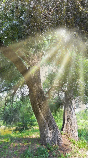 Старое зелёное дерево — стоковое фото