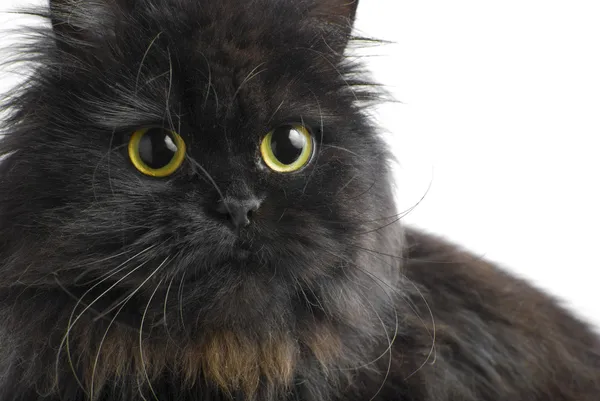 Twarz kota perskiego — Zdjęcie stockowe