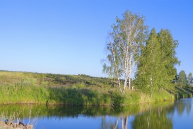 Birches on the bank of the river clipart