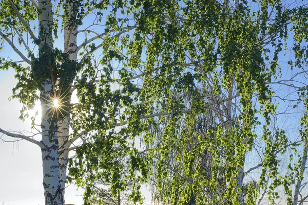 Albero di betulla retroilluminato sole — Foto Stock