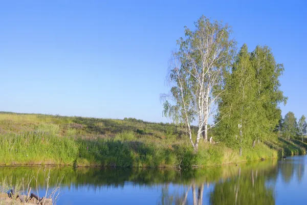 stock image Birches on the bank of the river