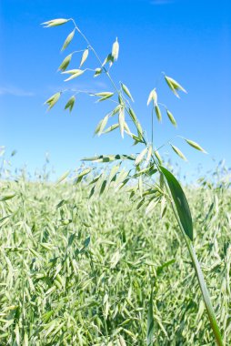 Oat field clipart