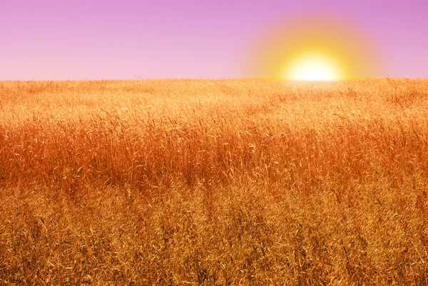 Ripe cereal field in the evening — Stock Photo, Image