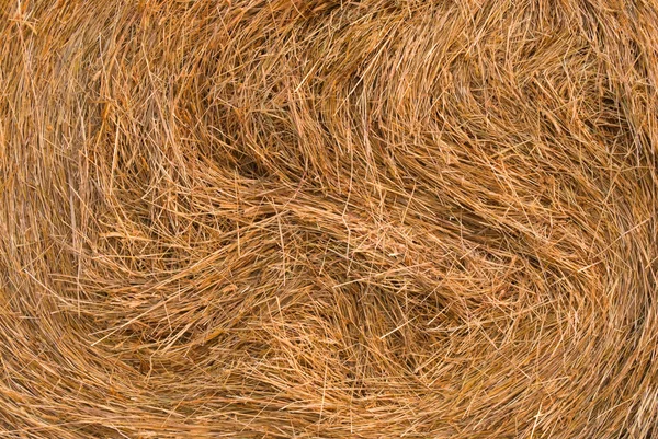 Текстура сена — стоковое фото