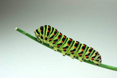 Caterpillar clipart