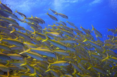 Shoal of yellow goatfish clipart