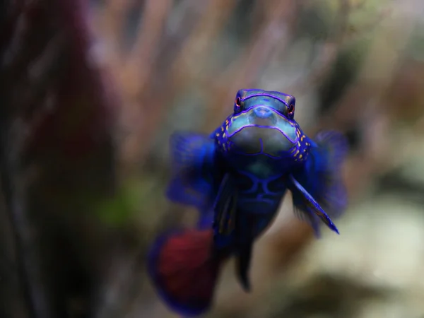 Mandarinfish — Stok Foto