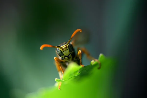黄蜂 — 图库照片