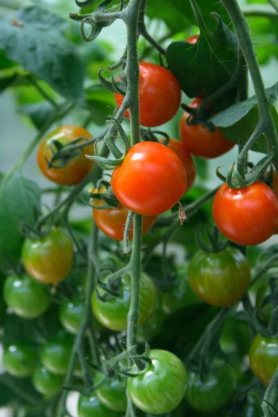 stock image Tomatoes