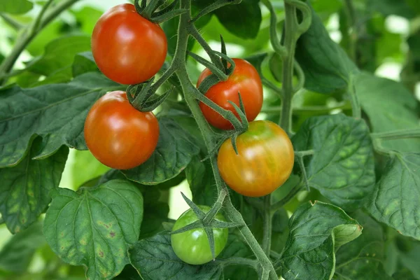 stock image Tomatoes