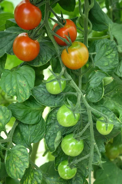 stock image Tomatoes