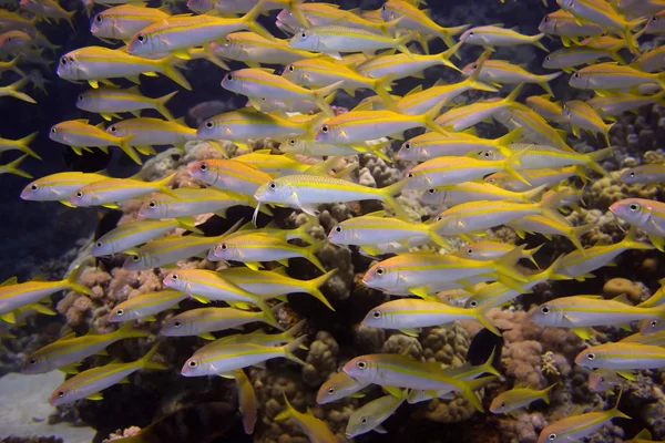Sarı goatfish balık — Stok fotoğraf